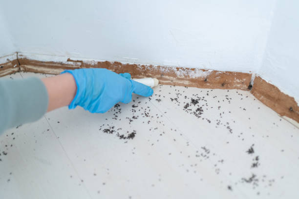 Best Commercial Pest Control Services  in Alvin, TX